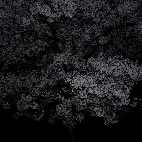 Guardian Camera Club: A review of Grant Simon Rogers portfolio