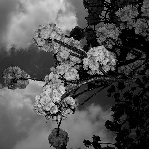 Guardian Camera Club: A review of Grant Simon Rogers portfolio