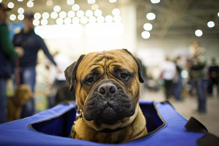 Picture desk live : 2012 International Dog Show in Kiev, Ukraine