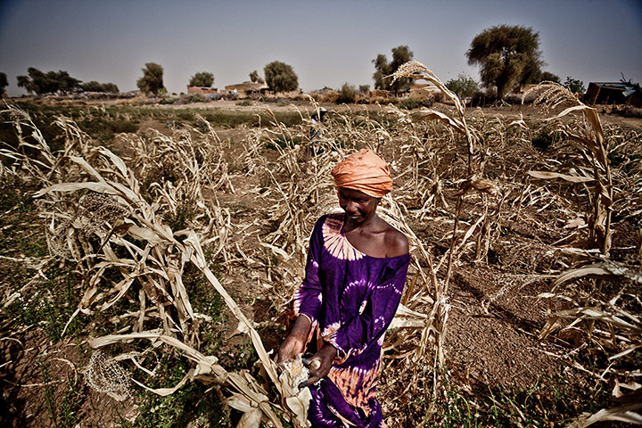 Sahel Crisis: Drought response in Mauritania 