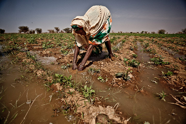 Sahel Crisis: Drought response in Mauritania 