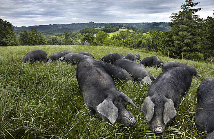 Food Photography: Pink Lady Food Photographer of the Year 2012