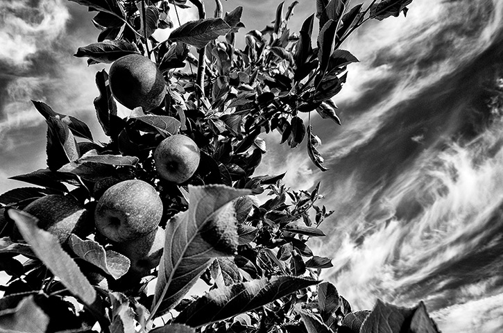 Food Photography: Pink Lady Food Photographer of the Year 2012