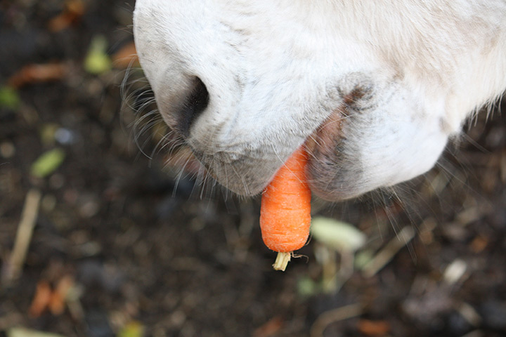 Food Photography: Pink Lady Food Photographer of the Year 2012