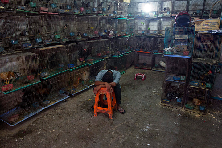24 hours: Medan, Sumatra, Indonesia:  A wildlife trader sleeps amongst his cages