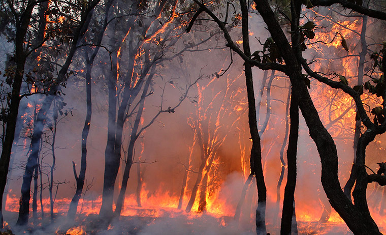 Picture desk live: A forest fire burns uncontrolled in Guadalajara, Mexico 