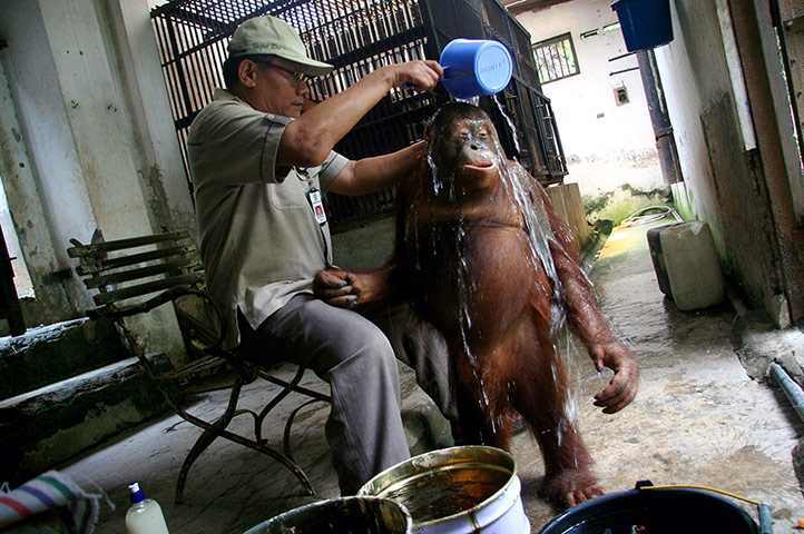 Picture Desk Live Update: Surabaya Zoo Animals