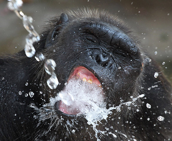 Picture Desk Live: A chimp drinks water from a pipe during a heatwave
