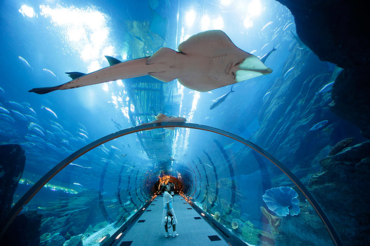Dubai Gallery: Aquarium and underwater Zoo in the Dubai Mall, Dubai, United Arab Emirates