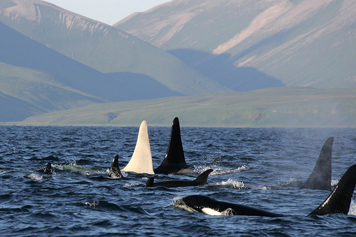 Week in wildlife: An albino killer whale nicknamed Iceberg 