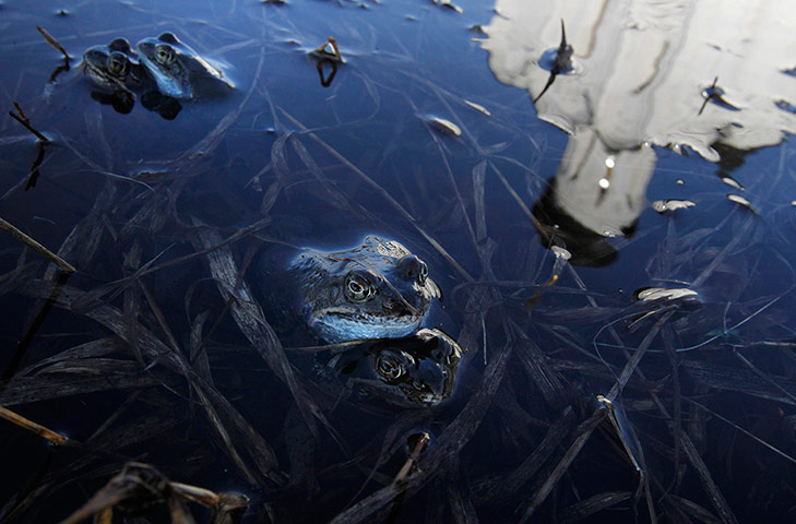 Week in wildlife: Frogs mate in a pool of floodwater , Russia