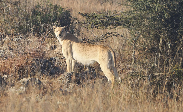 Week in wildlife: A spotless adult cheetah