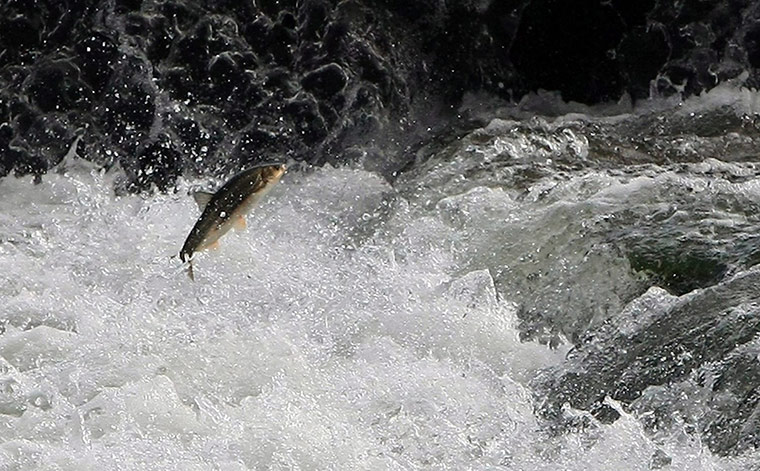 Week in wildlife: Daces return to river for reproduction in Korea
