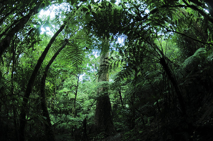 Week in wildlife: A view of the forest in the biological reservaton La Tigra Honduras