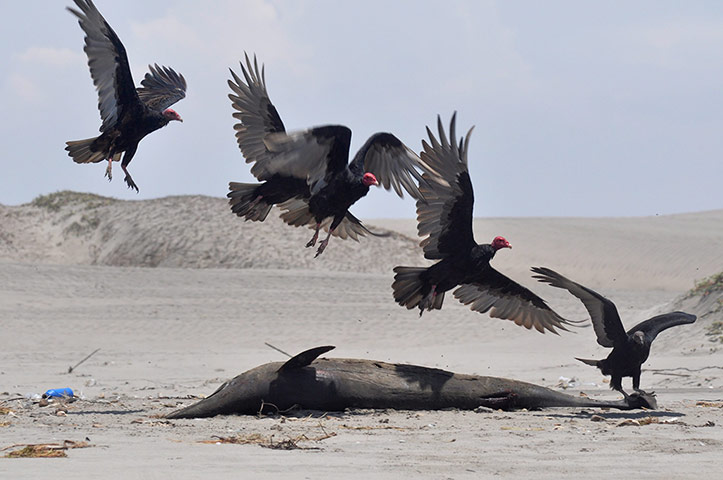 Week in wildlife: Over 800 dolphins found dead off Peruvian coast