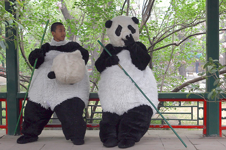 best of the week: Students of Shichahai Sports School, dressed in panda costumes