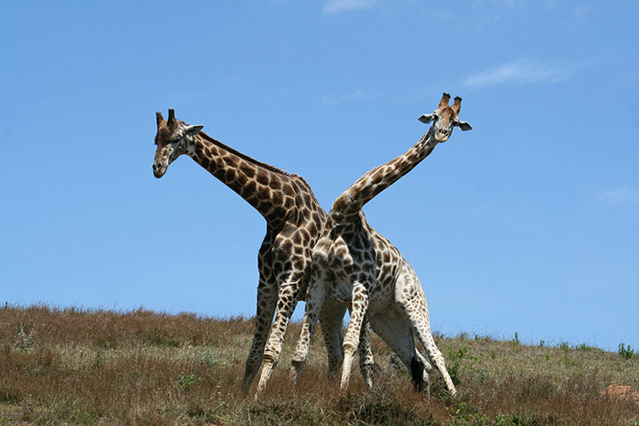 Your Pictures: Twist: Two male giraffes fighting