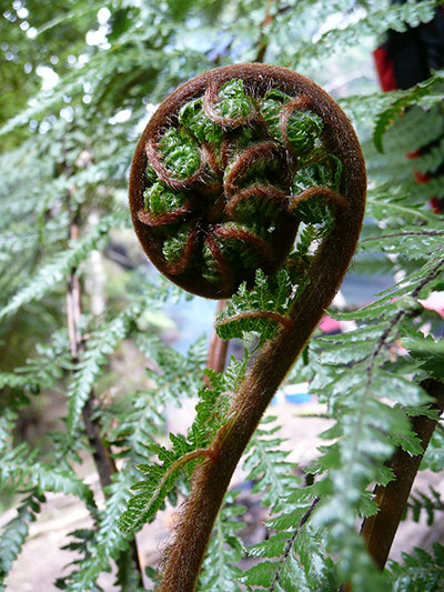 Your Pictures: Twist: Tree fern tendril