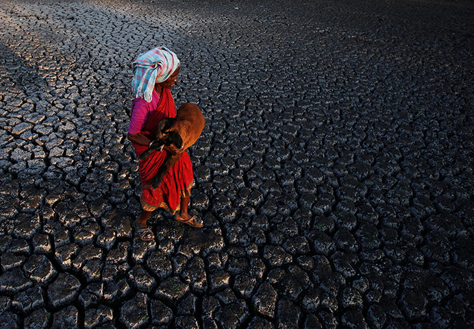 Hyderabad, India: An Indian shepherd woman carries a lamb as she walks across a dried pond