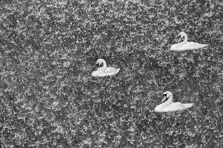 GDT: Nature Photographer of the Year 2012