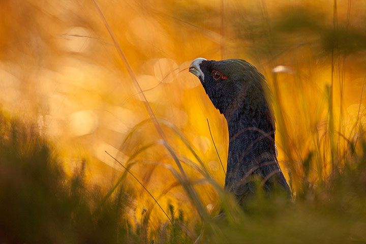 GDT: Nature Photographer of the Year 2012