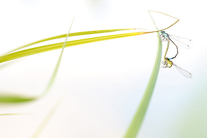 GDT: Nature Photographer of the Year 2012