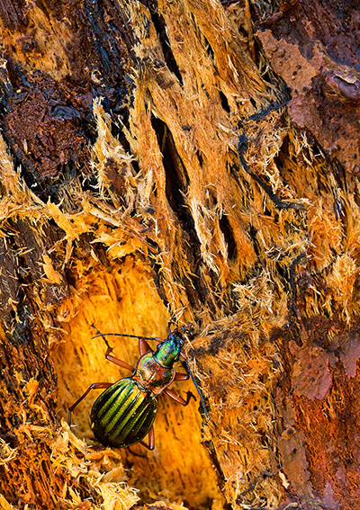 GDT: Nature Photographer of the Year 2012