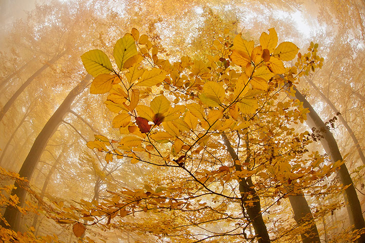 GDT: Nature Photographer of the Year 2012