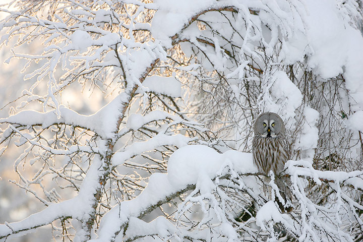 GDT: Nature Photographer of the Year 2012