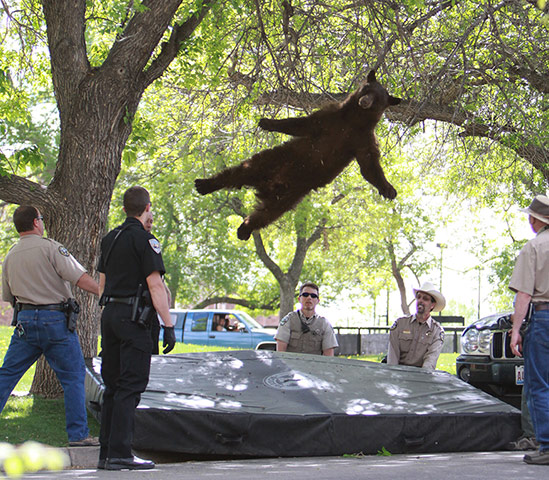Picture Desk Live: A flying bear in Colarado