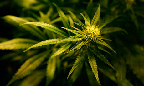 Cannabis plant