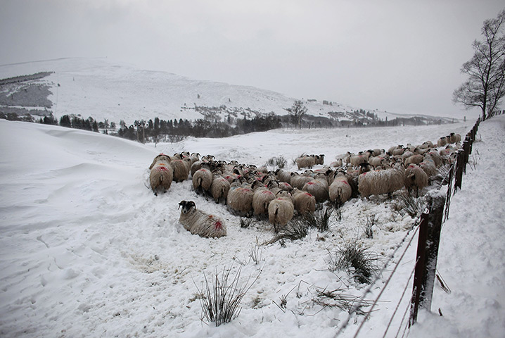 Snow returns: Sheep huddle together in a field near the Spittal of Glenshee