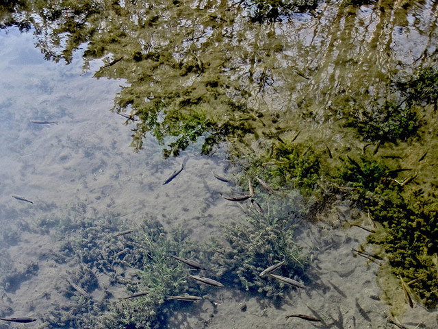 Green Shoots: March 2012 about water