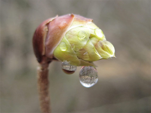Green Shoots: March 2012 about water
