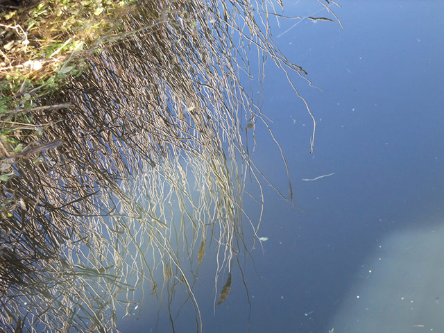 Green Shoots: March 2012 about water