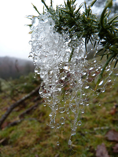 Green Shoots: March 2012 about water