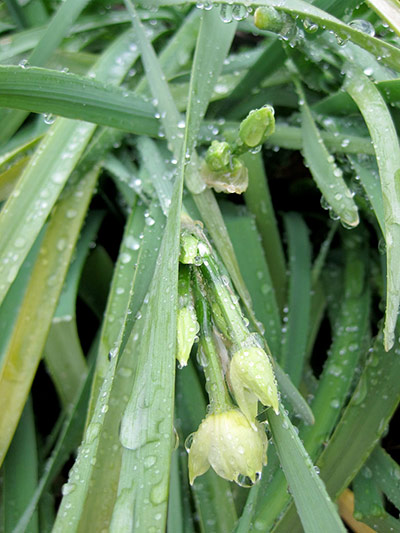 Green Shoots: March 2012 about water