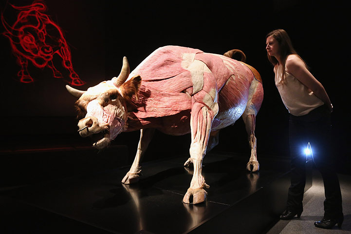 Animal Inside Out: A plastinated bull