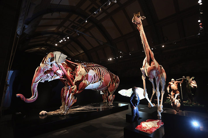 Animal Inside Out: A plastinated Asian elephant, gorilla and giraffe