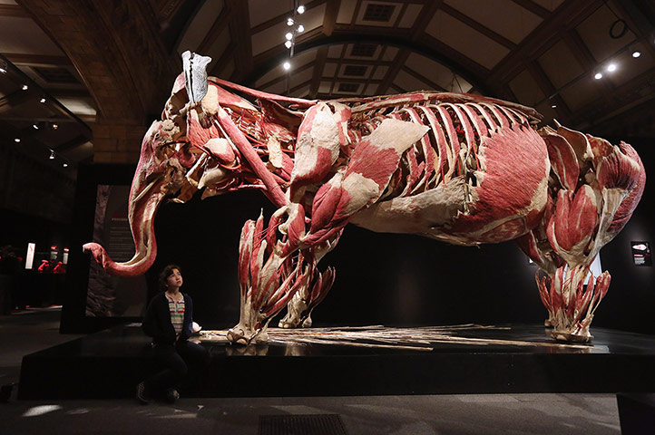 Animal Inside Out: A plastinated Asian elephant