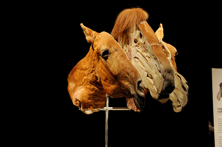 Animal Inside Out: A horses head sliced into sections