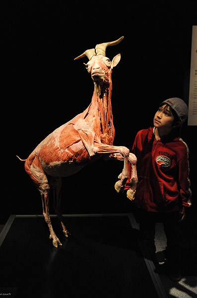 Animal Inside Out: A plastinated goat