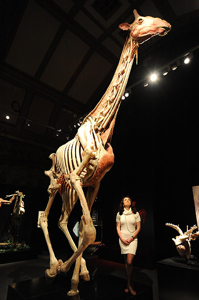 Animal Inside Out: A plastinated giraffe