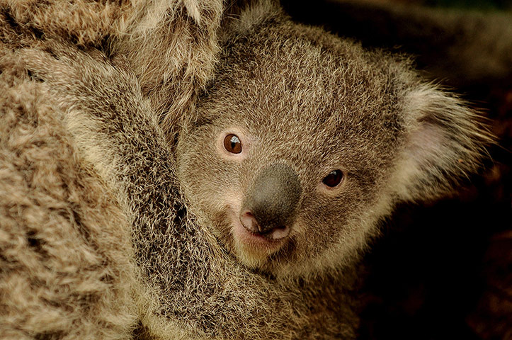 Picture desk live: Koalas are listed in Australia as a threatened species