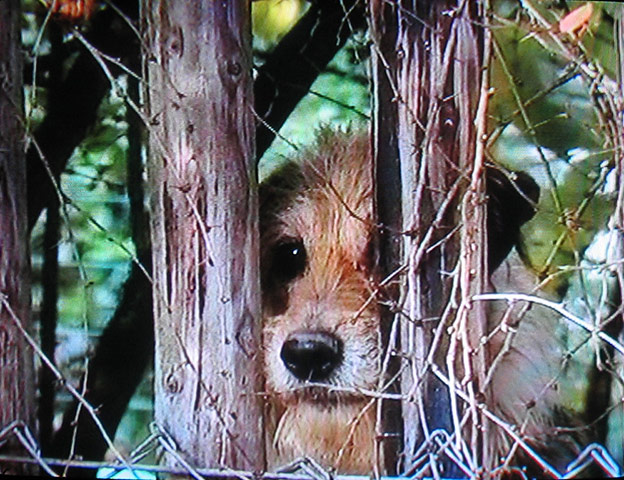 Fischli and Weiss: A still from Hunde