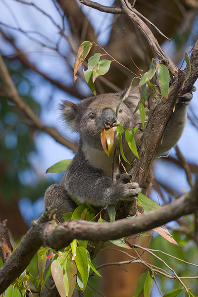 Endangered Kaola: Koala in eucalyptus tree foraging and eating leaves