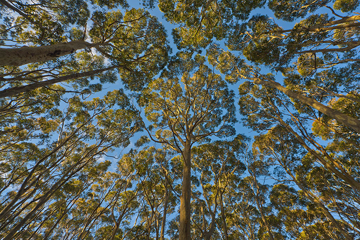 Endangered Kaola: Canopies of dense eycalyptus forest against clear sky