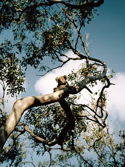 Endangered Kaola: Australia - Science - Koala Research Study