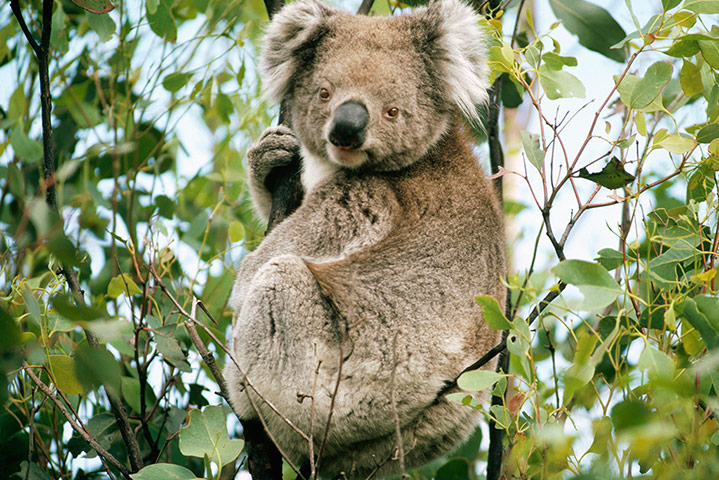 Endangered Kaola: Koala (Phascolarctos cinereus) 