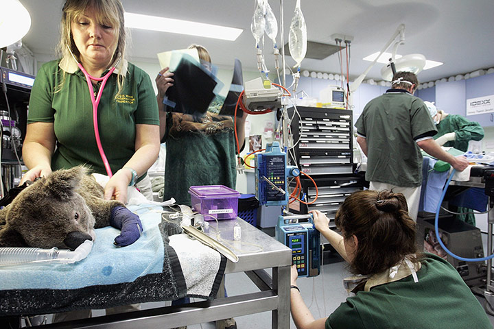 Endangered Kaola: Wildlife Hospital Treats Koala Casualties